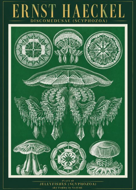 Ernst Haeckel Discomedusae (Scyphozoa) Plate 88 No3 - Póster