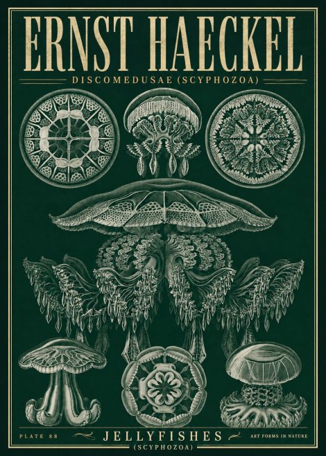 Ernst Haeckel Discomedusae (Scyphozoa) Plate 88 No5 - Póster