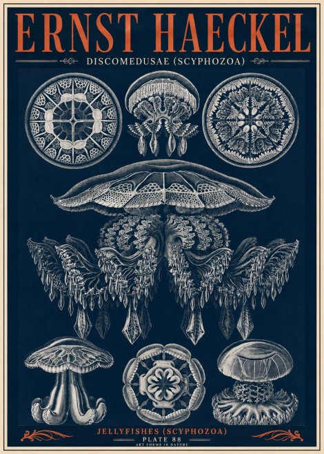 Ernst Haeckel Discomedusae (Scyphozoa) Plate 88 No6 - Póster