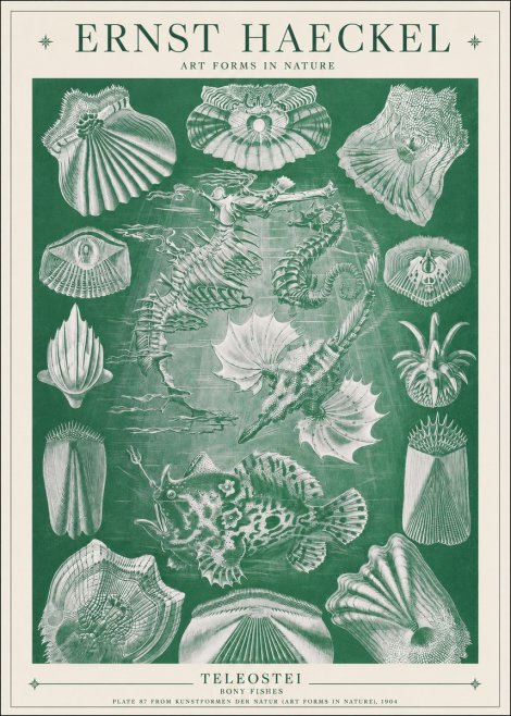 Ernst Haeckel Teleostei - Bony Fishes No1 - Póster