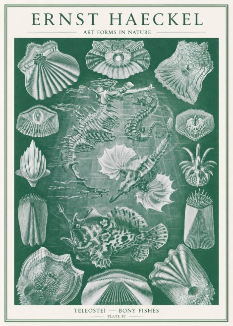 Ernst Haeckel Teleostei - Bony Fishes No2 - Póster