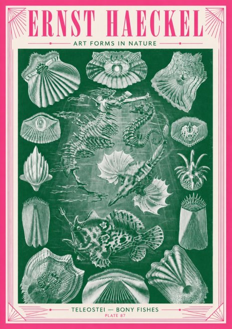 Ernst Haeckel Teleostei - Bony Fishes No3 - Póster