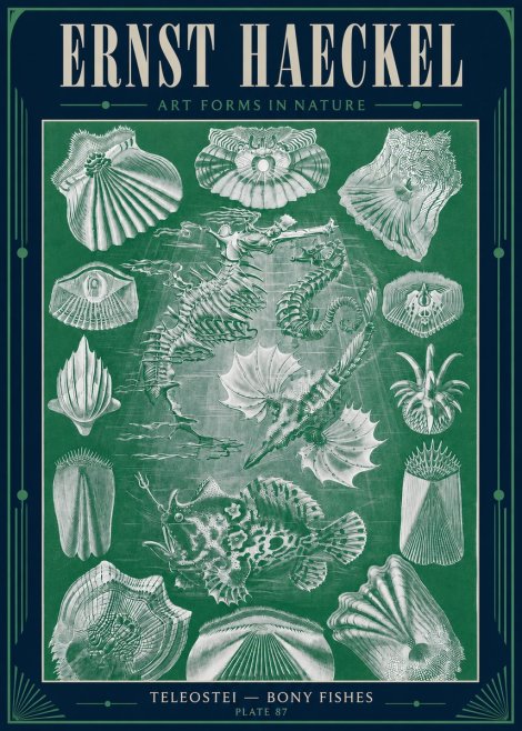 Ernst Haeckel Teleostei - Bony Fishes No4 - Póster