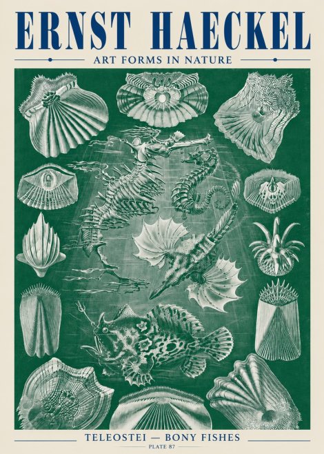 Ernst Haeckel Teleostei - Bony Fishes No5 - Póster