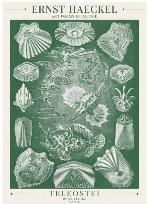 Ernst Haeckel Teleostei - Bony Fishes No6 - Póster