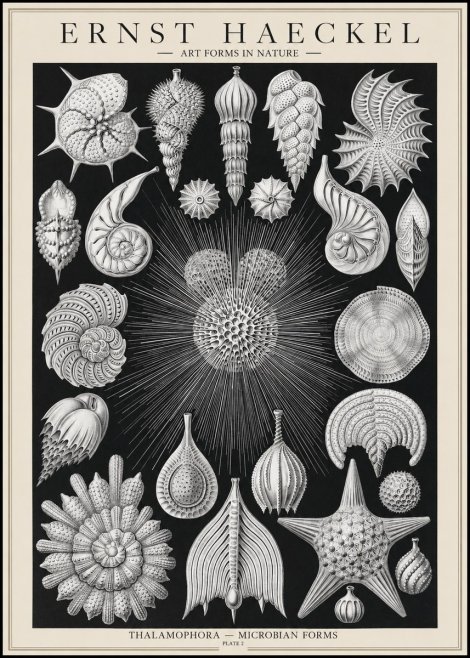 Ernst Haeckel Thalamophora - Microbian Forms - Plate 2 No1 - Póster