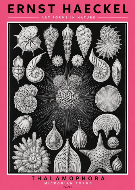 Ernst Haeckel Thalamophora - Microbian Forms - Plate 2 No2 - Póster