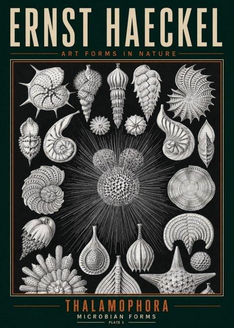 Ernst Haeckel Thalamophora - Microbian Forms - Plate 2 No3 - Póster