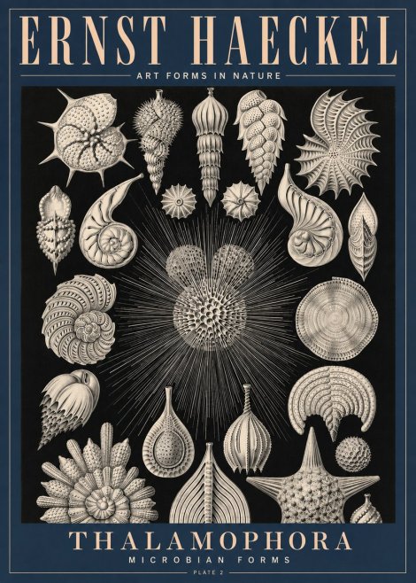Ernst Haeckel Thalamophora - Microbian Forms - Plate 2 No4 - Póster
