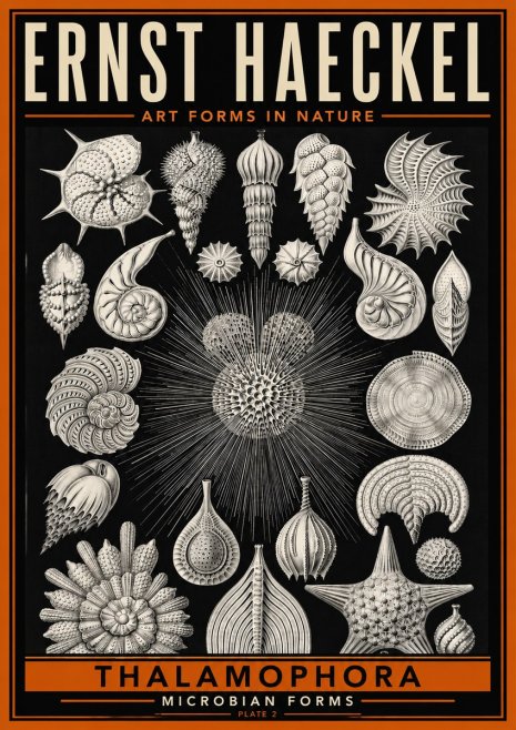 Ernst Haeckel Thalamophora - Microbian Forms - Plate 2 No6 - Póster