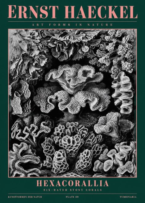 Ernst Haeckel Hexacorallia No2 - Póster