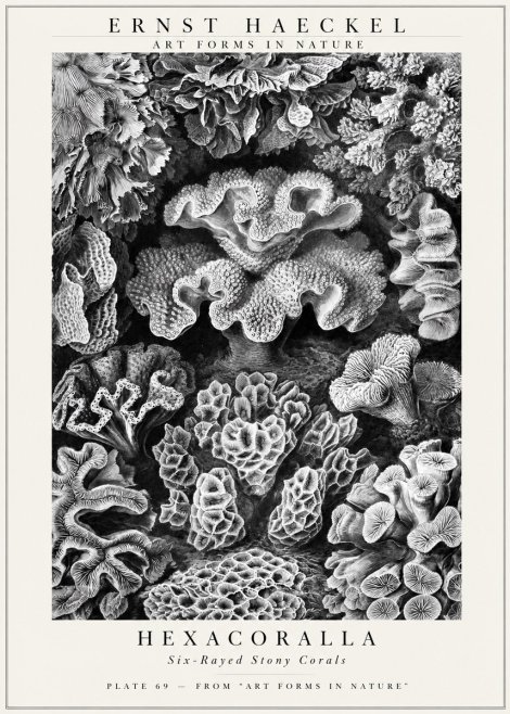 Ernst Haeckel Hexacorallia No3 - Póster