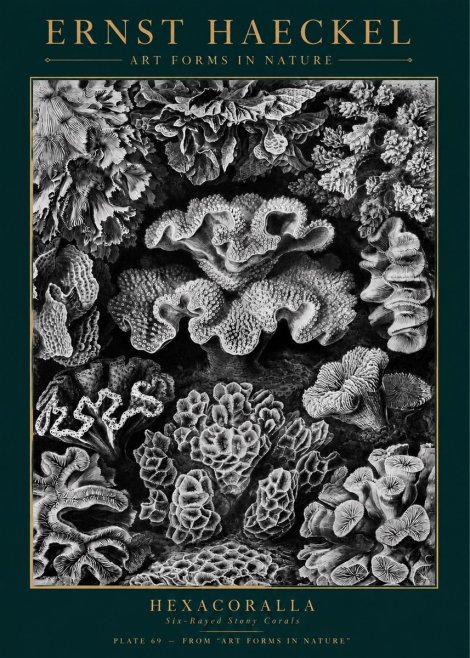 Ernst Haeckel Hexacorallia No5 - Póster