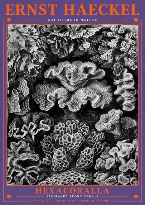 Ernst Haeckel Hexacorallia No6 - Póster