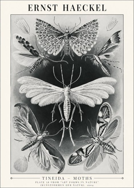 Ernst Haeckel Tineida - Moths No1 - Póster