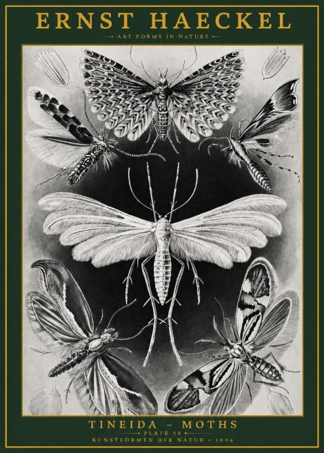 Ernst Haeckel Tineida - Moths No2 - Póster