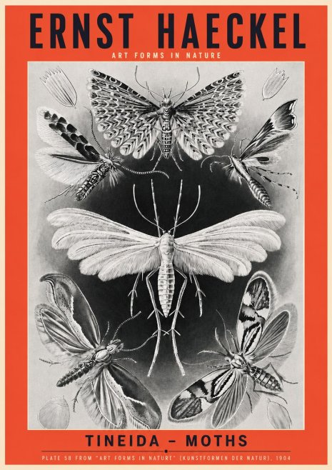 Ernst Haeckel Tineida - Moths No3 - Póster
