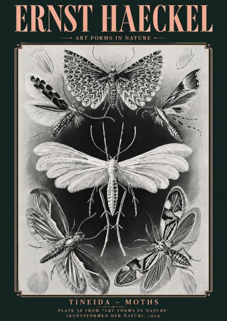 Ernst Haeckel Tineida - Moths No4 - Póster