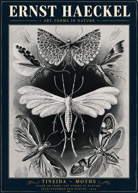 Ernst Haeckel Tineida - Moths No5 - Póster