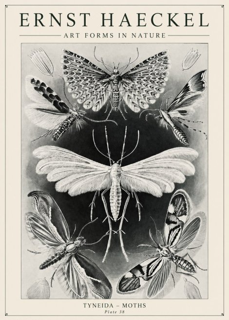 Ernst Haeckel Tineida - Moths No6 - Póster