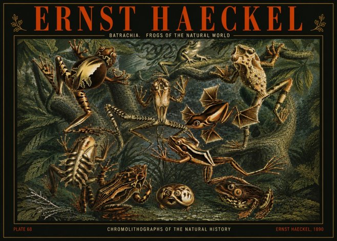 Ernst Haeckel Frogs of the Natural World No5 - Póster