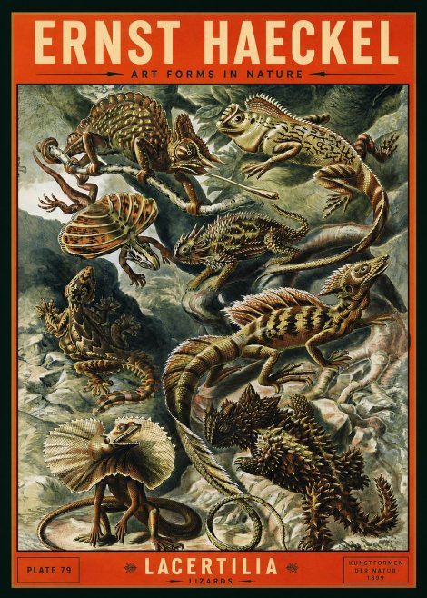 Ernst Haeckel Lacertilia Lizards No2 - Póster