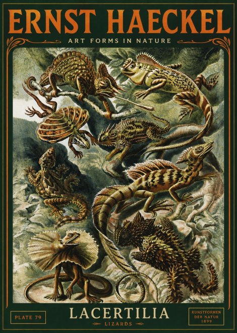 Ernst Haeckel Lacertilia Lizards No4 - Póster