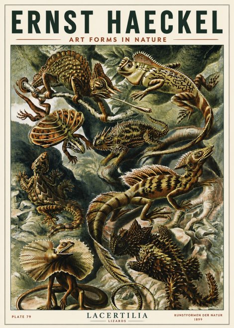 Ernst Haeckel Lacertilia Lizards No5 - Póster