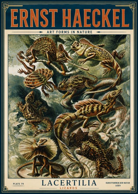 Ernst Haeckel Lacertilia Lizards No6 - Póster