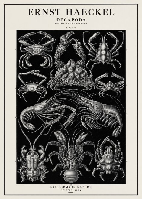Ernst Haeckel Decapoda Brachyura and Macrura Plate 86 No1 - Póster