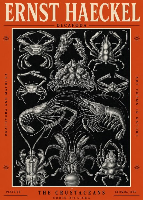 Ernst Haeckel Decapoda Brachyura and Macrura Plate 86 No2 - Póster