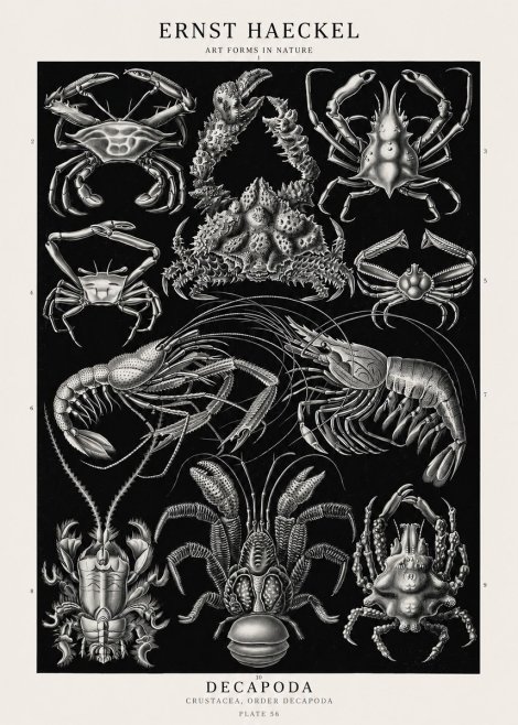 Ernst Haeckel Decapoda Brachyura and Macrura Plate 86 No3 - Póster