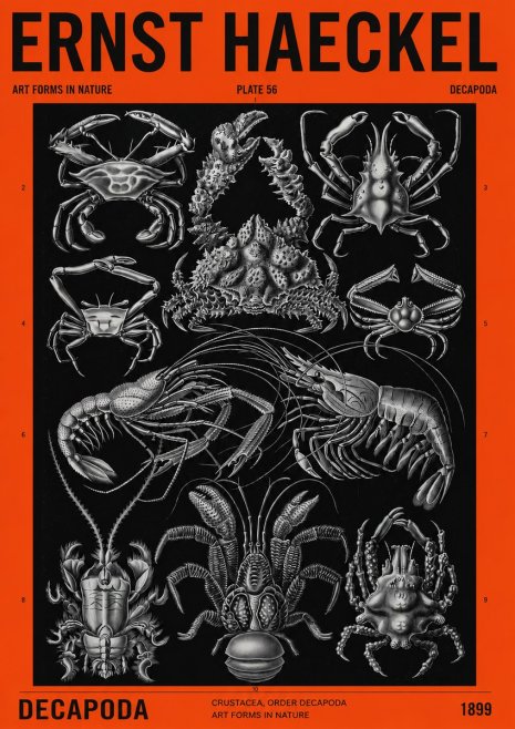 Ernst Haeckel Decapoda Brachyura and Macrura Plate 86 No4 - Póster
