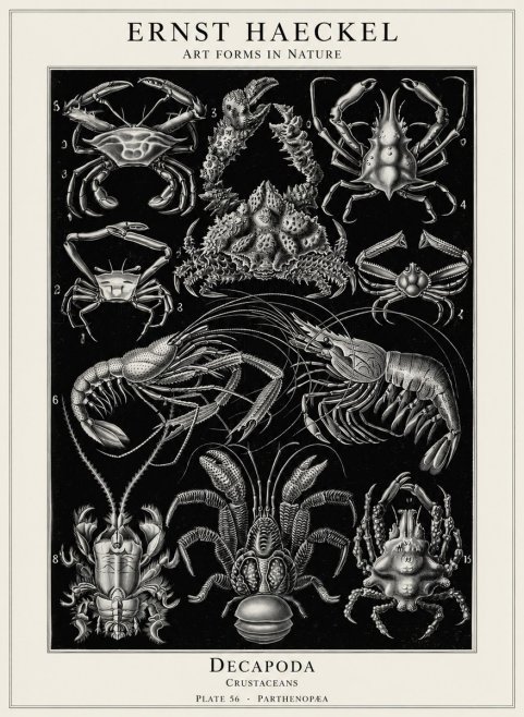 Ernst Haeckel Decapoda Brachyura and Macrura Plate 86 No5 - Póster