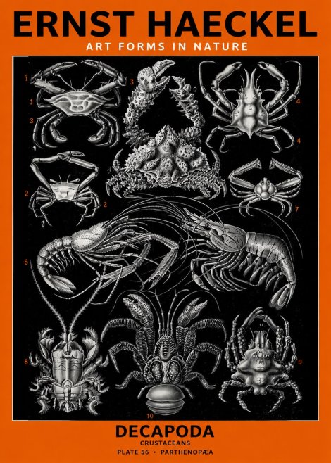 Ernst Haeckel Decapoda Brachyura and Macrura Plate 86 No6 - Póster