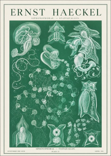 Ernst Haeckel Siphonophorae. — Statequallen. Plate 17 No1 - Póster