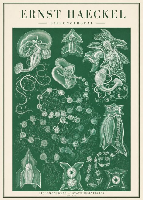 Ernst Haeckel Siphonophorae. — Statequallen. Plate 17 No2 - Póster