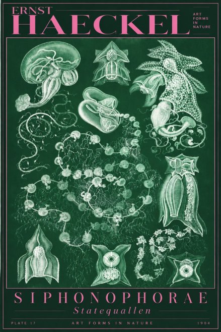 Ernst Haeckel Siphonophorae. — Statequallen. Plate 17 No5 - Póster