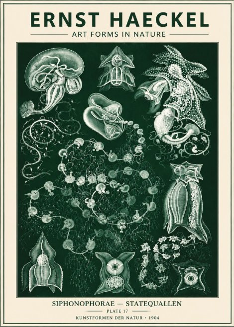 Ernst Haeckel Siphonophorae. — Statequallen. Plate 17 No6 - Póster
