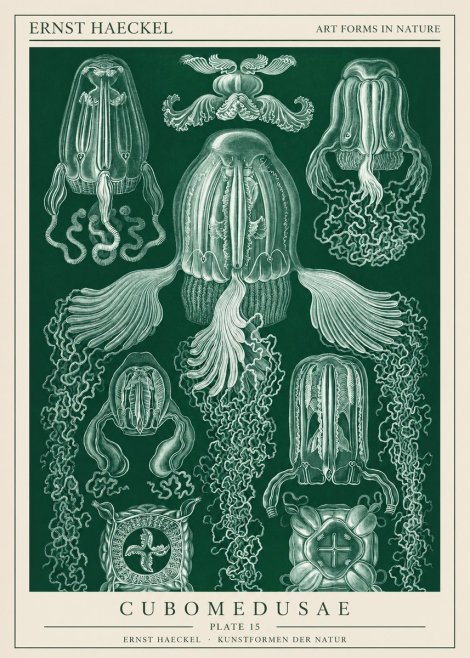 Ernst Haeckel Cubomedusae No1 - Póster