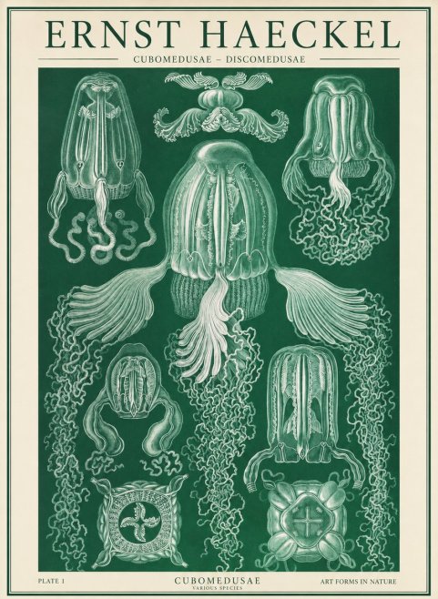 Ernst Haeckel Cubomedusae No2 - Póster