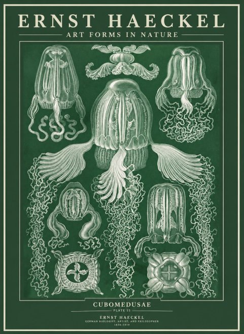 Ernst Haeckel Cubomedusae No3 - Póster