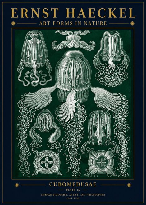 Ernst Haeckel Cubomedusae No5 - Póster