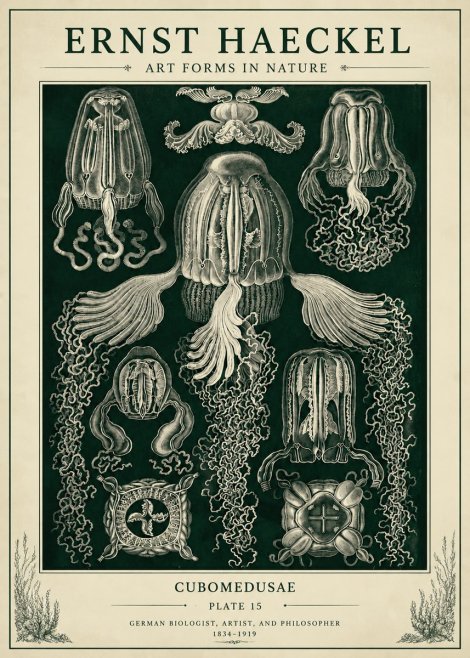 Ernst Haeckel Cubomedusae No6 - Póster