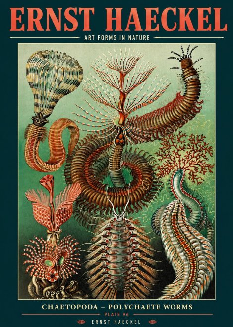 Ernst Haeckel Chaetopoda – Polychaete Worms No2 - Póster