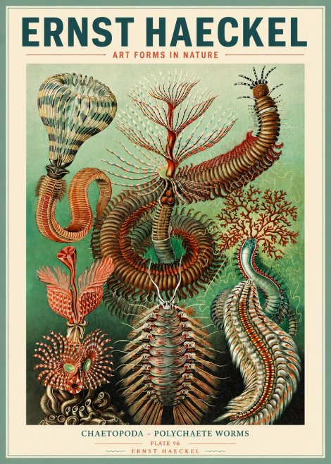 Ernst Haeckel Chaetopoda – Polychaete Worms No3 - Póster