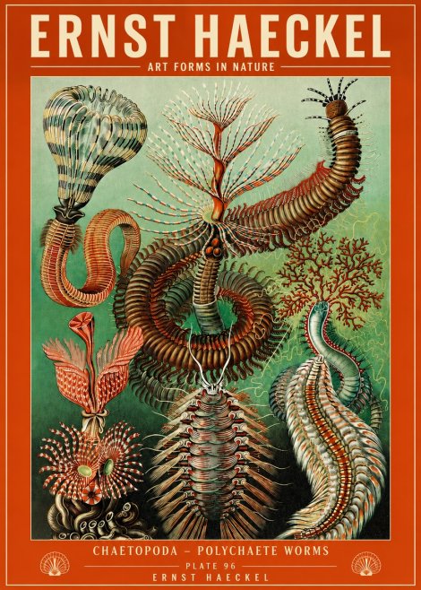 Ernst Haeckel Chaetopoda – Polychaete Worms No4 - Póster
