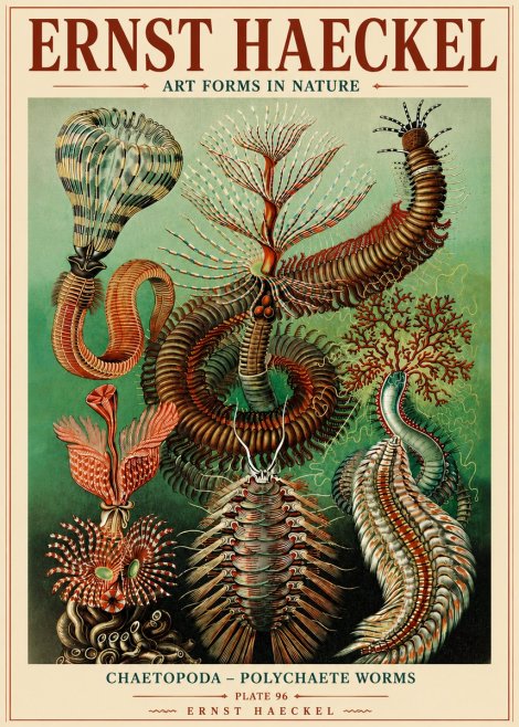 Ernst Haeckel Chaetopoda – Polychaete Worms No6 - Póster
