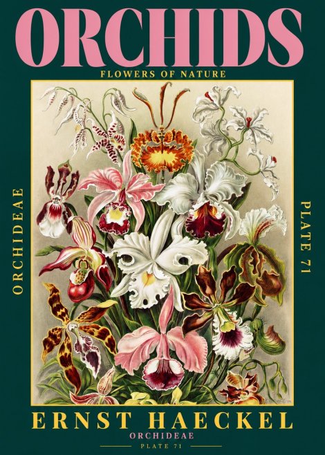 Ernst Haeckel Orchids No2 - Póster