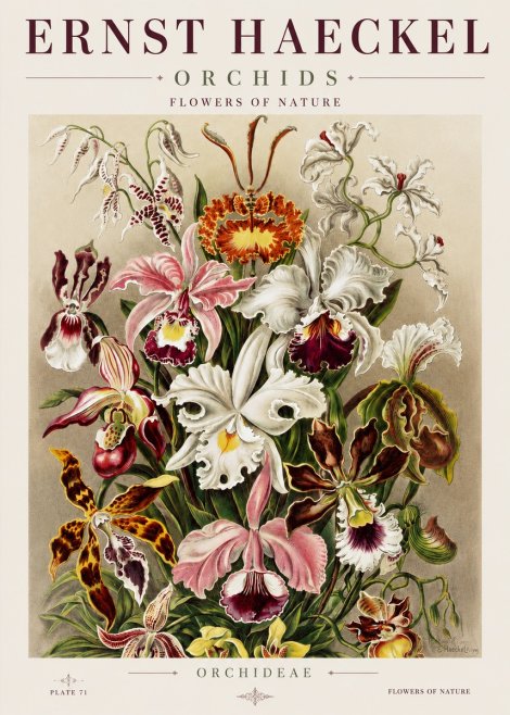 Ernst Haeckel Orchids No3 - Póster